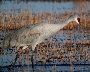 Sandhill Crane digiscoped near the Flight Deck at Bosque del Apache NWR 2011-11-17