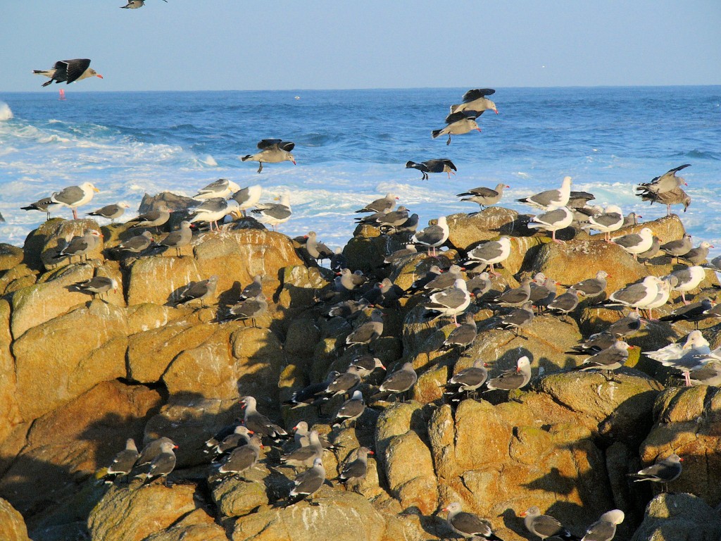 Western and Heermann's Gulls near Monterey, CA - 2004-12-10