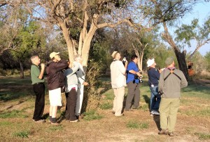 700+ club looking at Northern Beardless Tyrannulet - Bentsen Rio Grande SP - near McAllen TX -2012-12-06 IMG_2210 700+ club looking at Northern Beardless Tyrannulet - Bentsen Rio Grande SP - near McAllen TX -2012-12-06