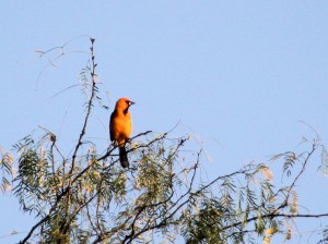 Altamira Oriole in distant treetop - Bentsen Rio Grande SP - near McAllen TX - 2012-12-06 IMG_2393 Altamira Oriole in distant treetop - Bentsen Rio Grande SP - near McAllen TX - 2012-12-06