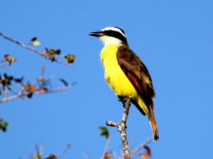 Great Kiskadee in treetop in morning light - Bentsen Rio Grande SP - near McAllen TX - 2012-12-06 IMG_2403 Great Kiskadee in treetop in morning light - Bentsen Rio Grande SP - near McAllen TX - 2012-12-06