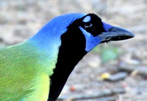 Green Jay - Bentsen Rio Grande SP - near McAllen TX - 2012-12-06 IMG_2378 Green Jay - Bentsen Rio Grande SP - near McAllen TX - 2012-12-06