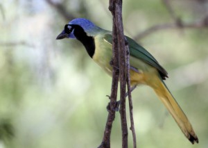 Green Jay in tree looking away - Bentsen Rio Grande SP - near McAllen TX - 2012-12-06 IMG_2344 Green Jay in tree looking away - Bentsen Rio Grande SP - near McAllen TX - 2012-12-06