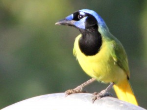 Green Jay on arch - Bentsen Rio Grande SP - near McAllen TX - 2012-12-06 IMG_2365 Green Jay on arch - Bentsen Rio Grande SP - near McAllen TX - 2012-12-06