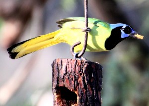 Green Jay on wooden feeder - Bentsen Rio Grande SP - near McAllen TX - 2012-12-06 IMG_2335 Green Jay on wooden feeder - Bentsen Rio Grande SP - near McAllen TX - 2012-12-06