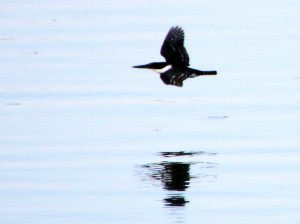 Green Kingfisher in flight - Anzalduas County Park - near McAllen TX - 2012-12-06 IMG_2440 Green Kingfisher in flight - Anzalduas County Park - near McAllen TX - 2012-12-06