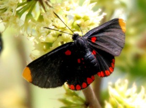 Red-bordered Pixie - Anzalduas County Park - near McAllen TX - 2012-12-06 IMG_2517 Red-bordered Pixie - Anzalduas County Park - near McAllen TX - 2012-12-06