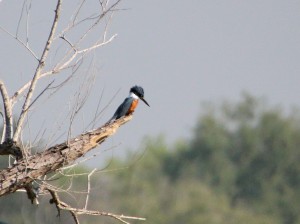 Ringed Kingfisher on distant snag - Mexican side from Anzalduas County Park - near McAllen TX - 2012-12-06