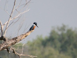 Ringed Kingfisher on distant snag - Mexican side from Anzalduas County Park - near McAllen TX - 2012-12-06 IMG_2445 Ringed Kingfisher on distant snag - Mexican side from Anzalduas County Park - near McAllen TX - 2012-12-06