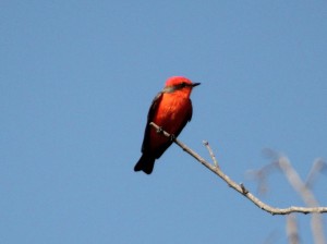 Vermillion Flycatcher on treetop in sharp lighting - Anzalduas County Park - near McAllen TX - 2012-12-06 IMG_2465 Vermillion Flycatcher on treetop in sharp lighting - Anzalduas County Park - near McAllen TX - 2012-12-06