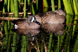 Blue-winged Teal pair - Viera Wetlands - Viera FL - 2013-01-23