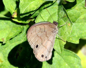 Carolina Satyr - Viera Wetlands - Viera FL - 2013-01-23