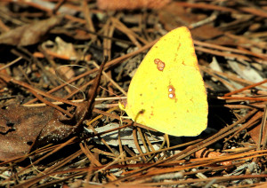 Cloudless Sulphur - Lake Woodruff NWR - near DeLeon Springs FL - 2013-01-25