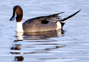 Northern Pintail male in alternate plumage - Merritt Island NWR - near Titusville FL - 2013-01-20