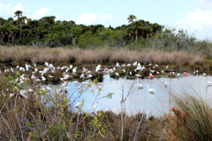 egrets spoonbills and storks - Merritt Island NWR - near Titusville FL - 2013-01-29