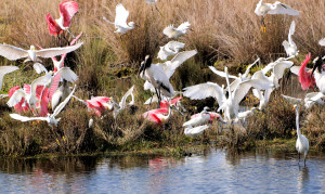 wading birds feeding frenzy - Merritt Island NWR - near Titusville FL - 2013-01-29
