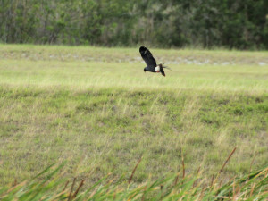 Snail Kite adult male hunting- near Lake Okeechobee FL - 2012-04-22 IMG_3500
