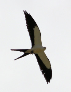Swallow-tailed Kite in flight - near Lake Okeechobee FL - 2012-04-22 IMG_3348