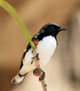 Black-throated Blue Warbler - Key West FL - 2012-04-24 IMG_3859