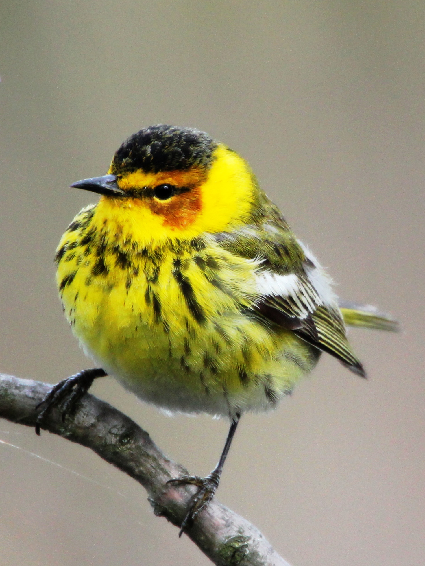 Chilly Cape May Warbler during Biggest Week in American Birding - Magee Marsh - May 2013 photo by Greg Miller