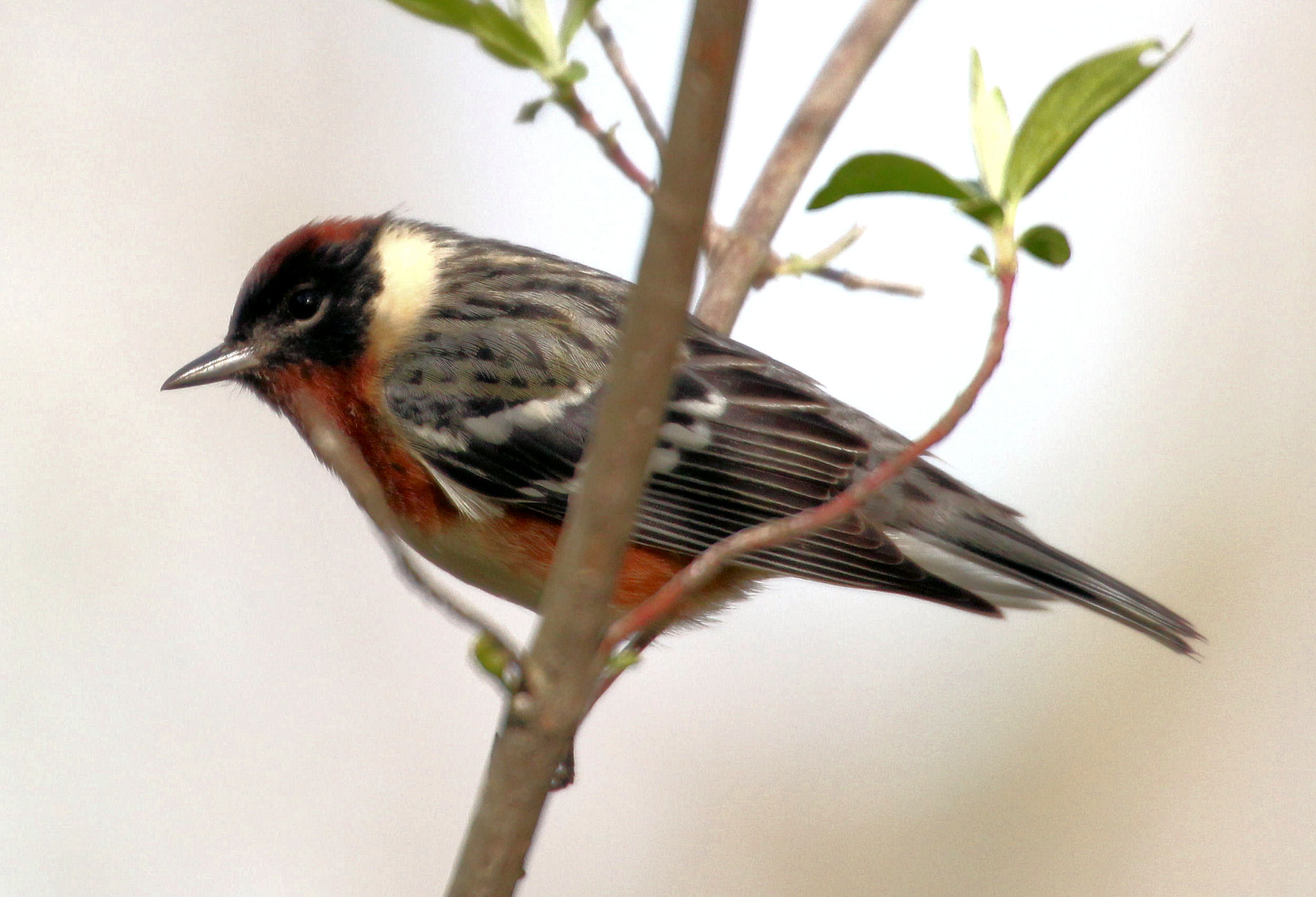 Bay-breasted Warbler - Magee Marsh - Lucas County OH - 2013-05-05