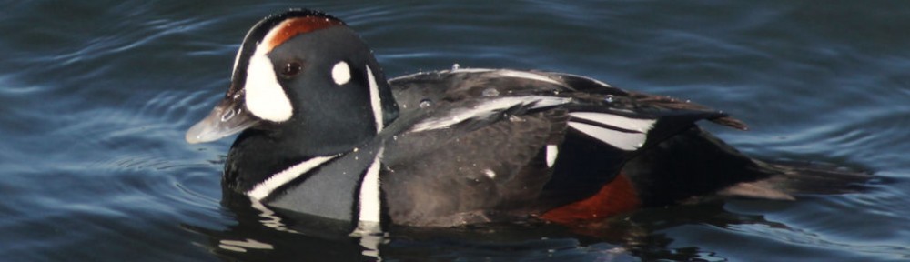 Greg Miller Birding