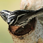 Black-and-white Warbler - Key West, FL - 2012-04-24